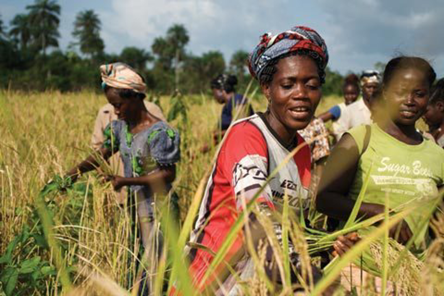 Экономическое развитие нигера. Сельское хозяйство Африки. Сельское хозяйство центральной Африки. Труд в Африке. Либерия сельское хозяйство.