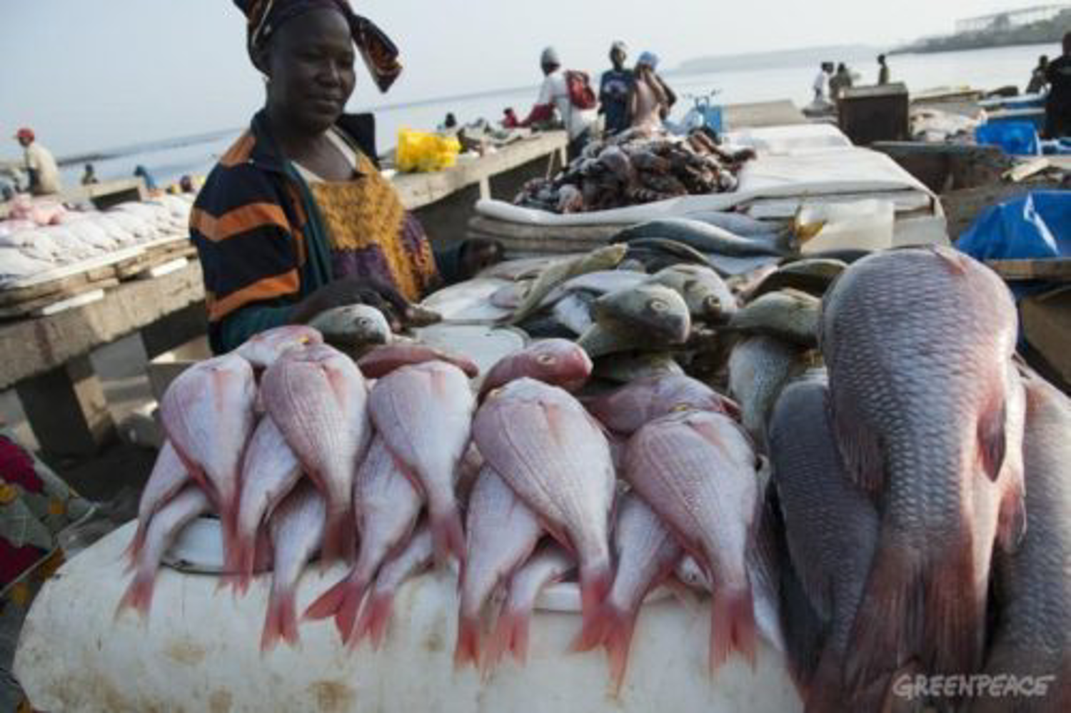 ЮАР рыболовство. Рыбы Африки. Промысел рыбы. Рыбное хозяйство.