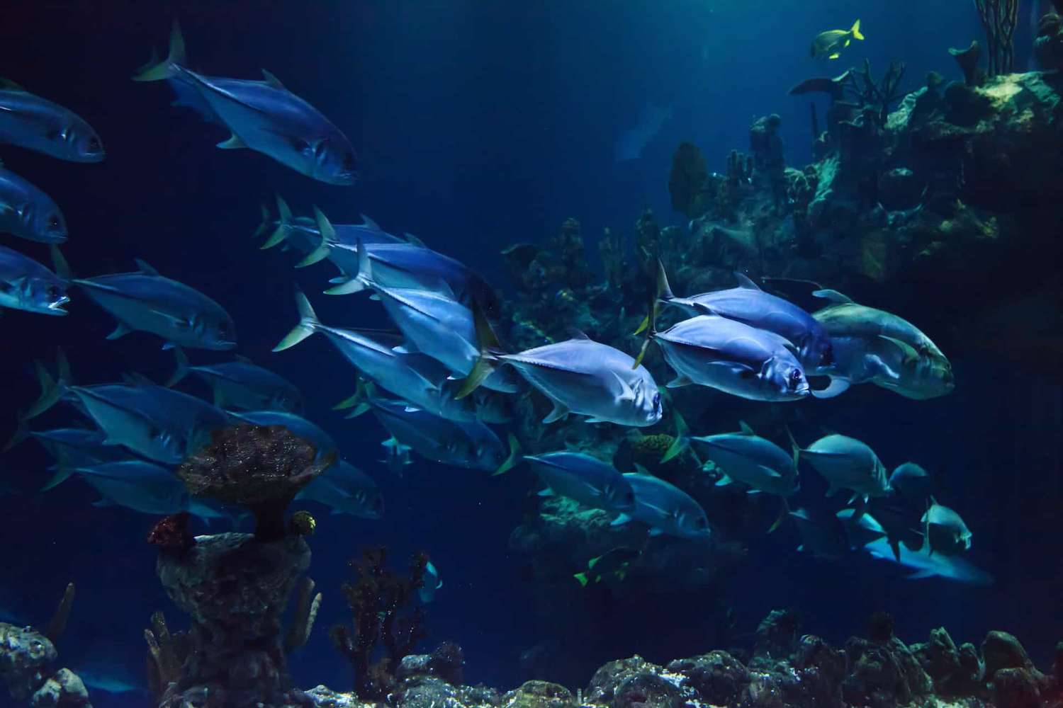 Аквариум наблюдать. Океанические рыбы. Океан картинка для детей. Two Oceans Aquarium.